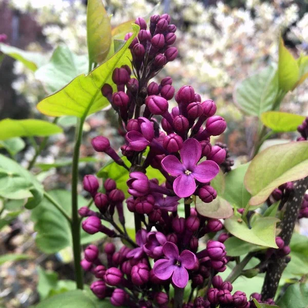 Lilacs 101