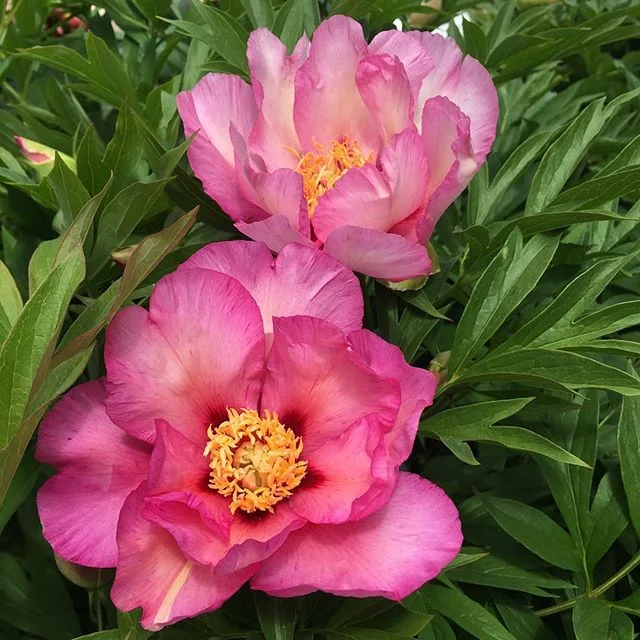 ‘Takara’ Itoh Peony