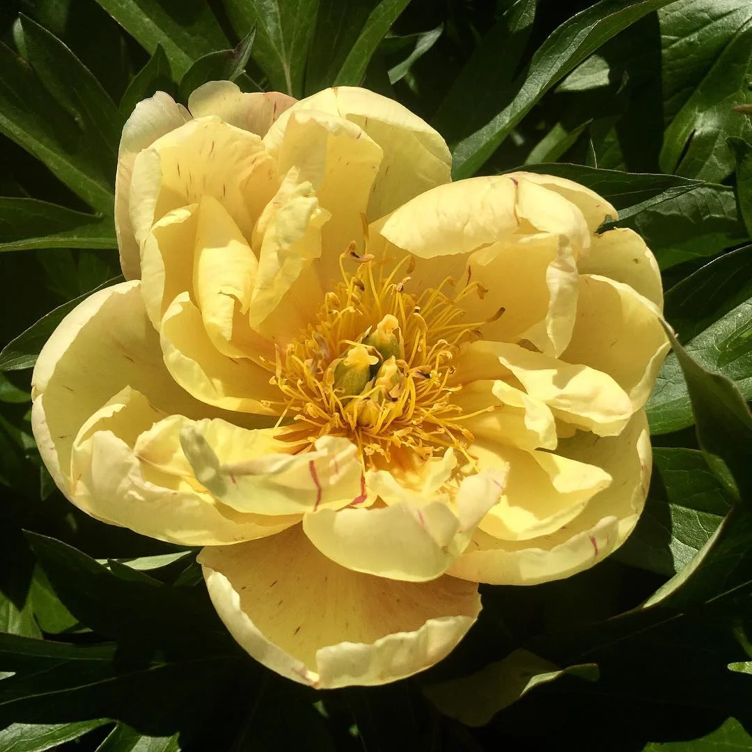 ‘Singing in the Rain’ Itoh Peony