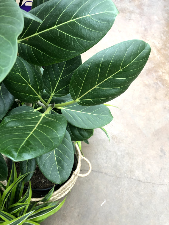 audrey ficus.jpg