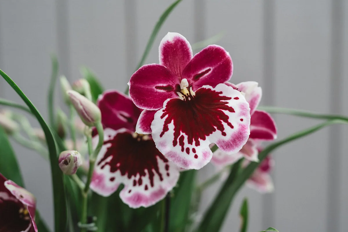 MiltoniaOrchid.jpg