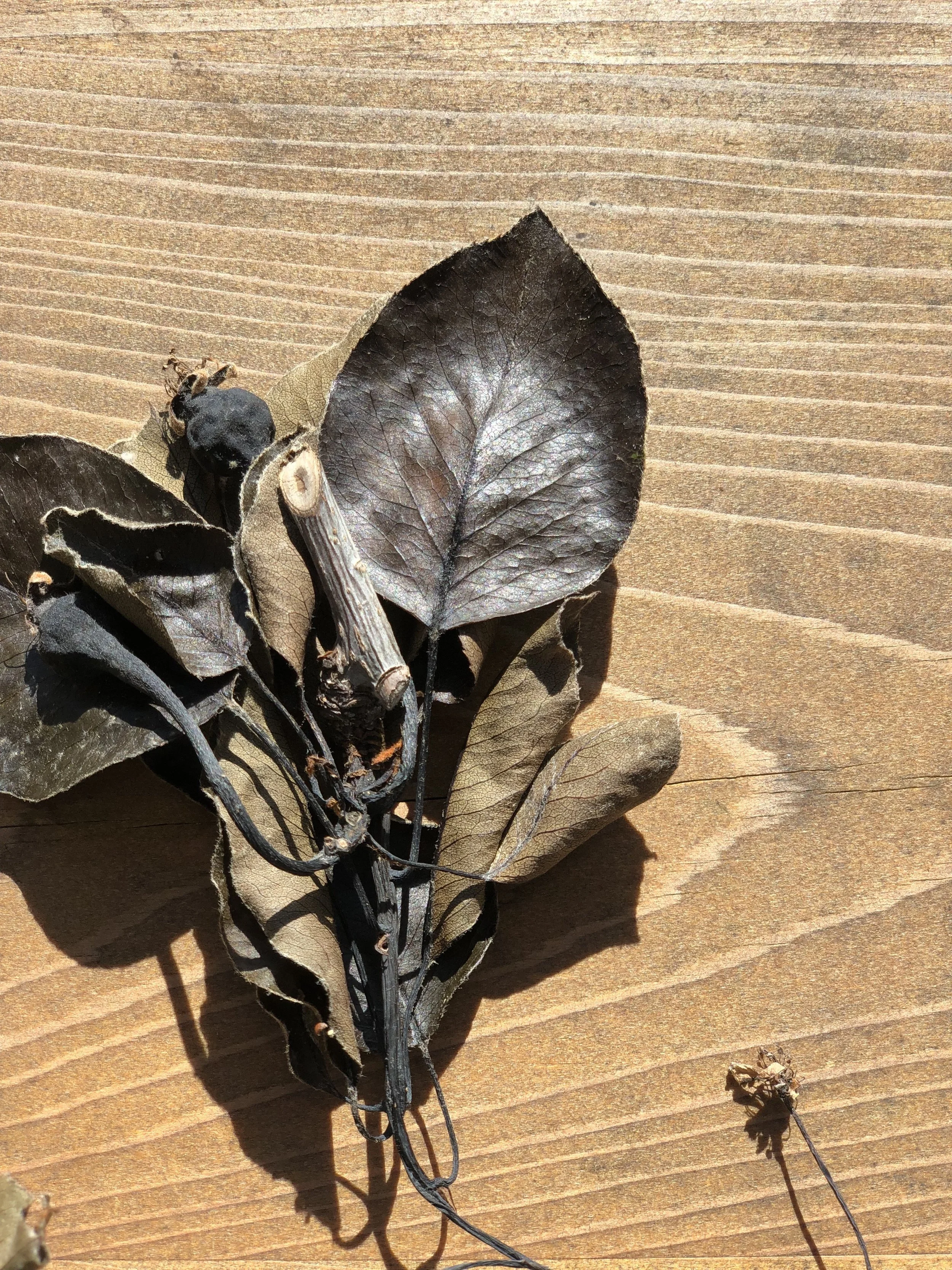 Yikes! Fire blight!