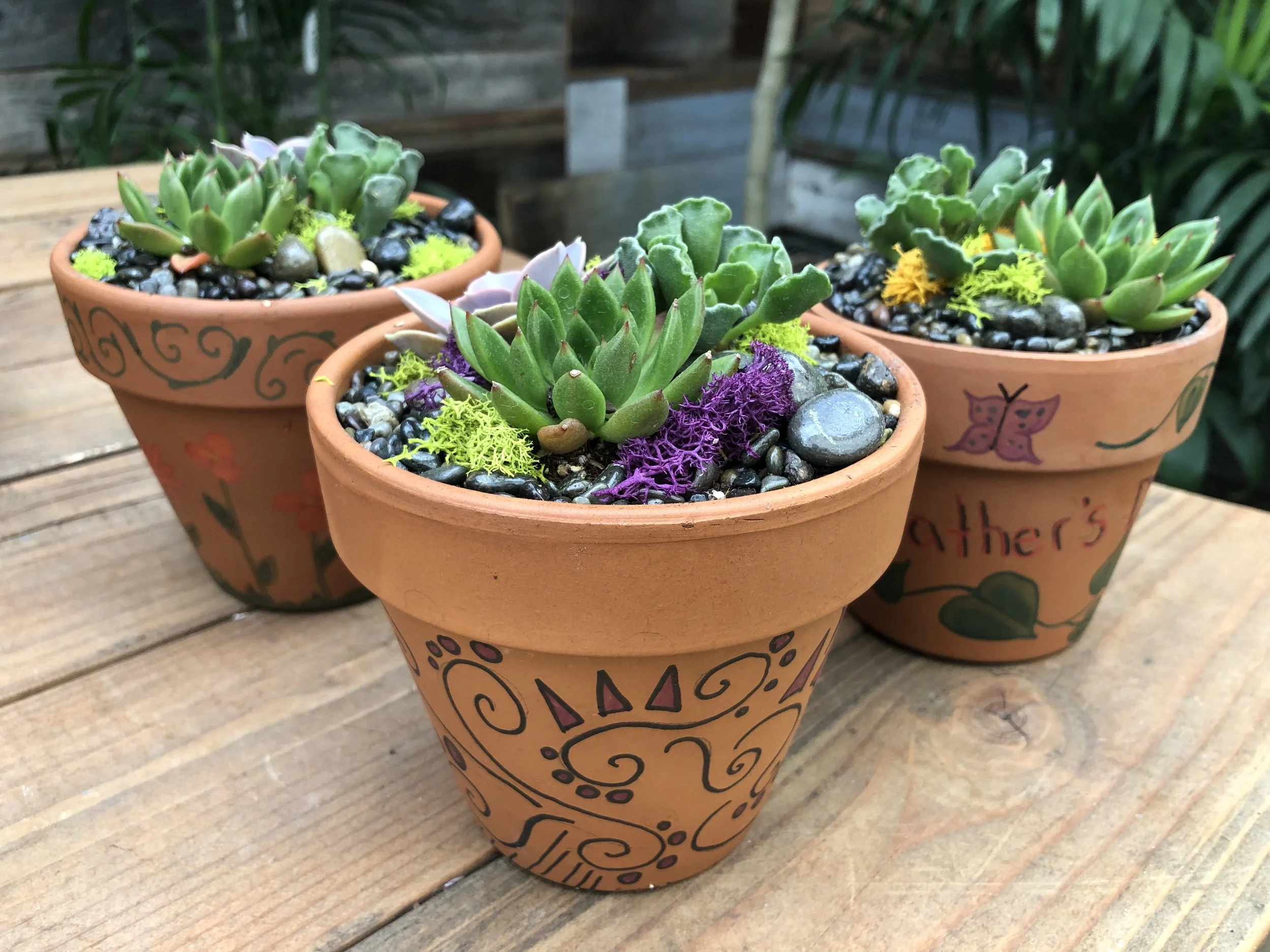 SOLD OUT! DIY Kids’ Succulent Garden! - Orchard Nursery