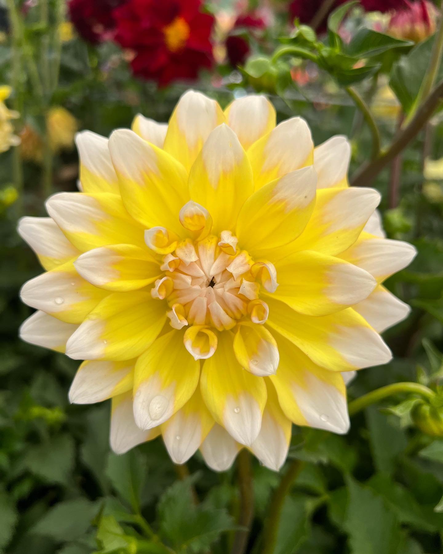 These new dahlias are 😍!!