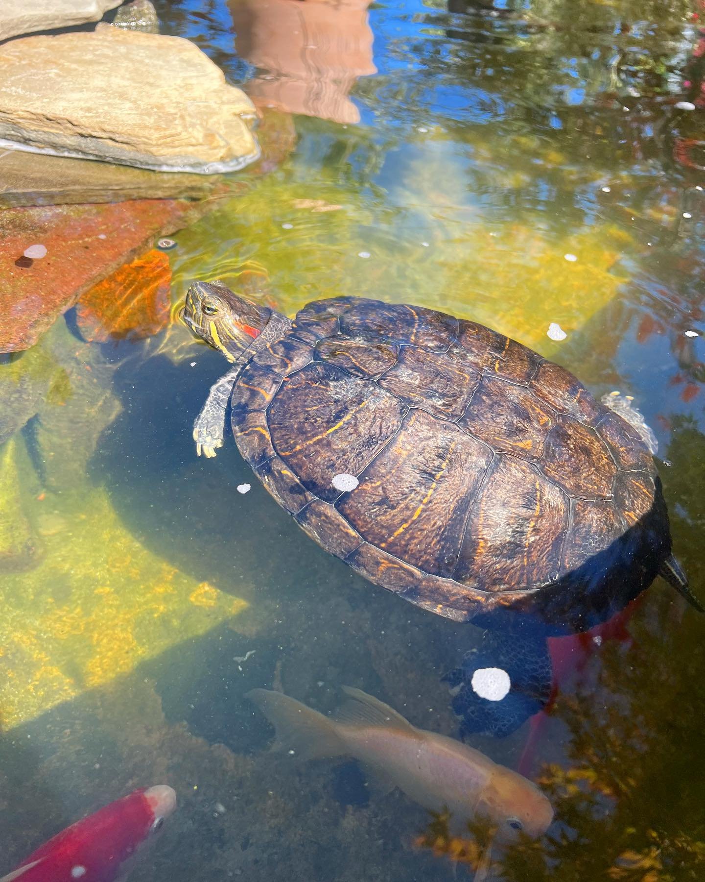 Swing by the pond and say hi to Shelly, Thursday thru Monday 9-5:30PM!
