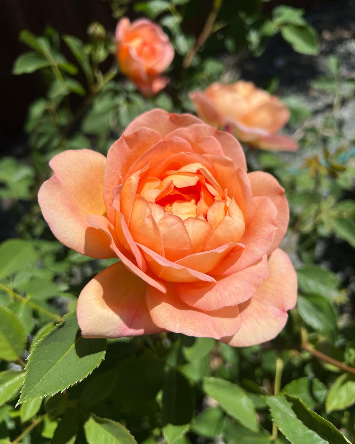 Now thru Monday &mdash; 40% off Roses* including our David Austins!

(Note that our David Austin inventory as of 6/14 at 9AM is listed in the comments below!)

Here&rsquo;s a few of our can&rsquo;t-miss varieties&hellip;
1. Lady of Shallot
2. Elizabe