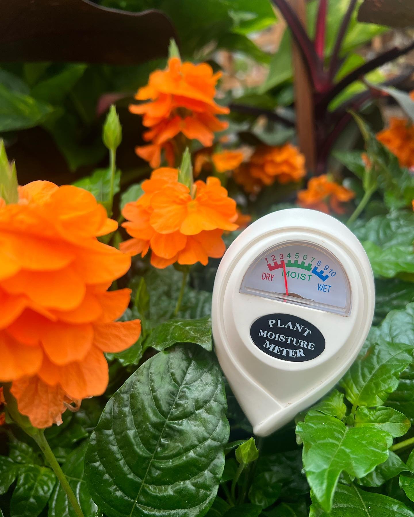 Summer has officially arrived and now through October, the heat is on! ☀️ 

You&rsquo;ll want to check plants daily to see if supplemental watering is needed. For both outdoor and indoor plants alike, we always like to use a moisture meter.