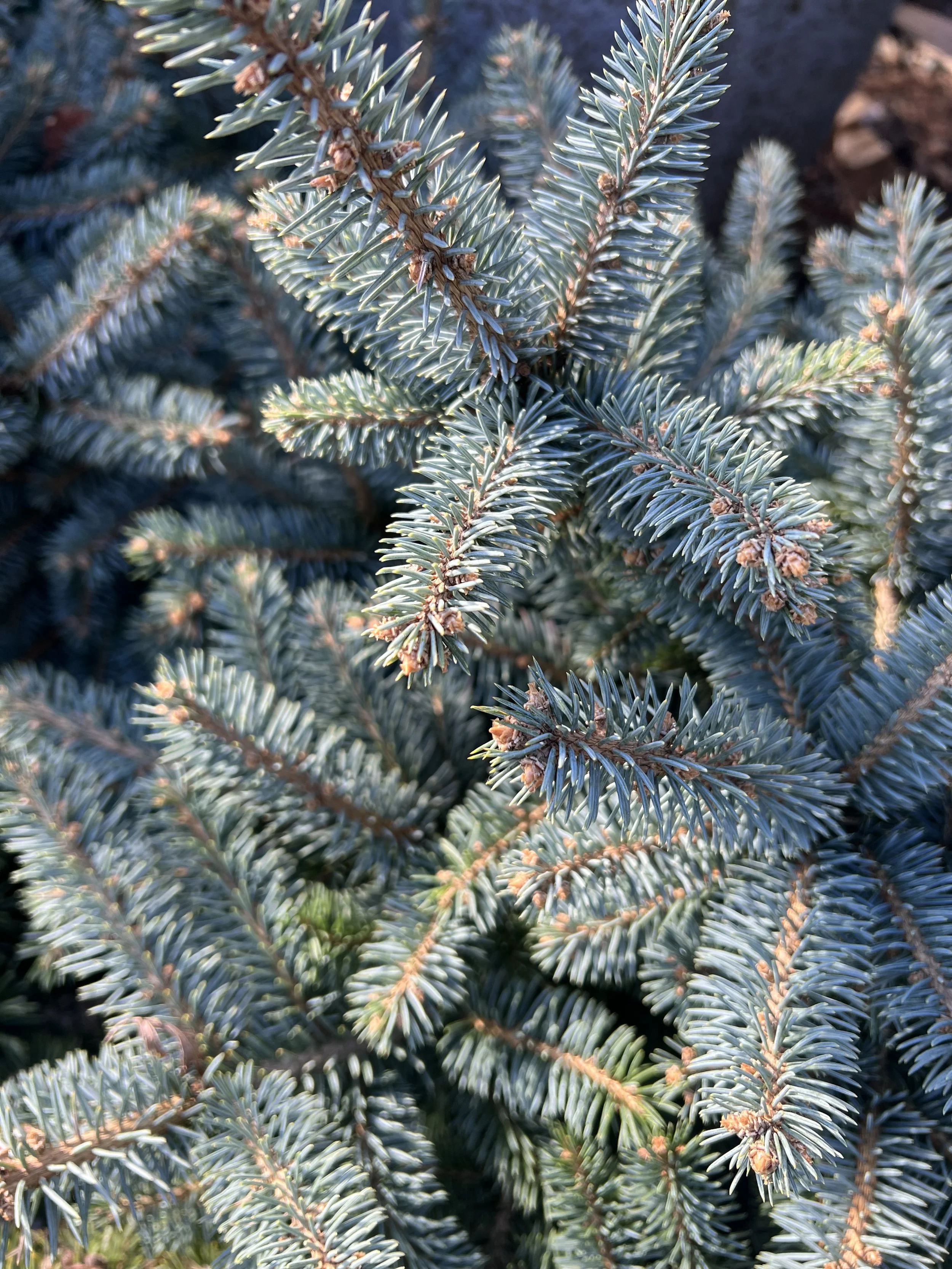 Fall and Winter Garden Care 