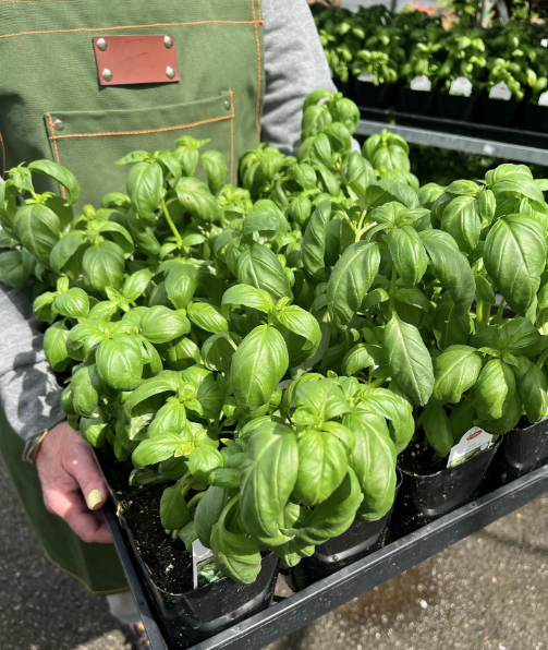 Herb Week