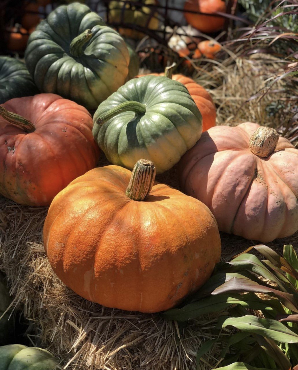 Pumpkin Decorating Craft