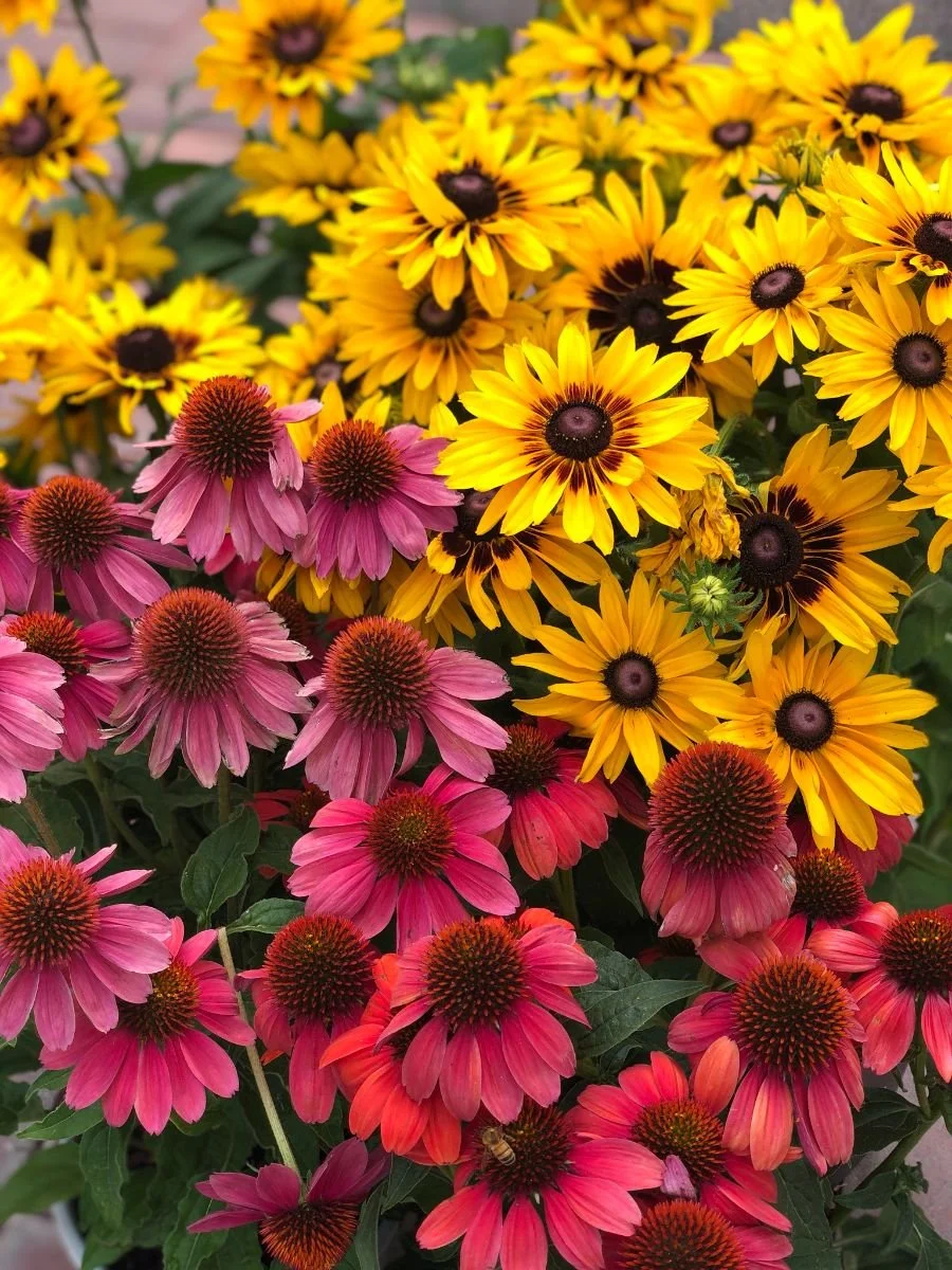 Orchard Nursery Lafayette, CA