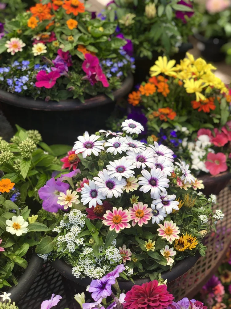 Orchard Nursery Lafayette, CA