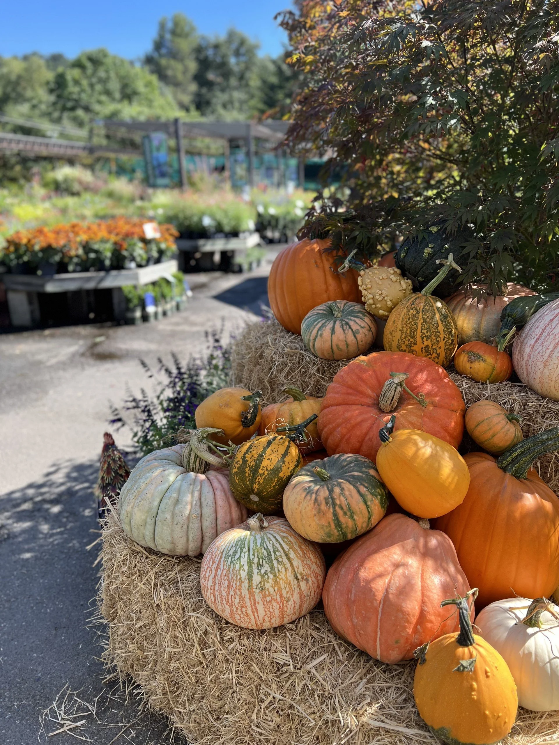 Pumpkin Decorating Craft