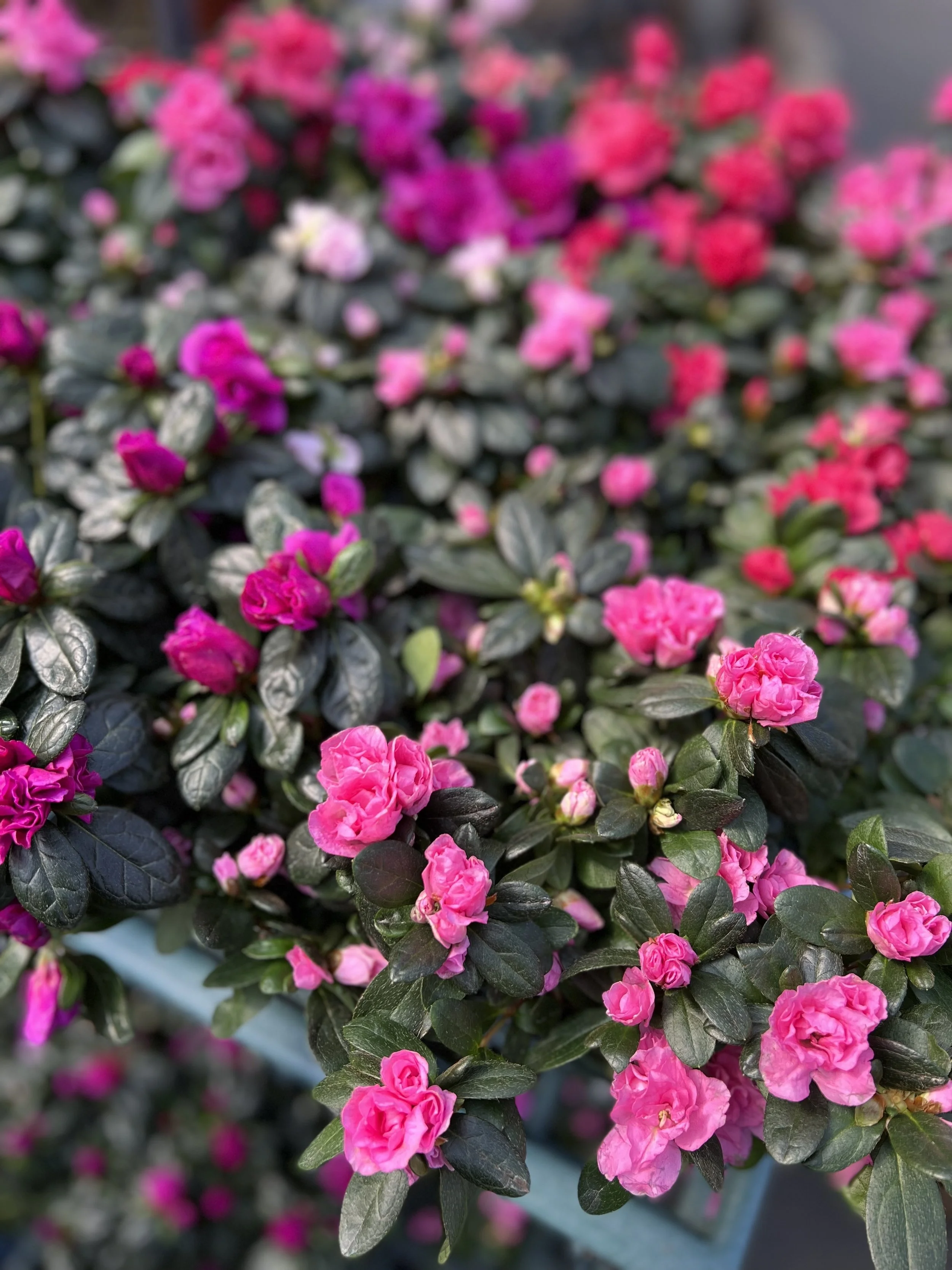 Orchard Nursery Lafayette, CA