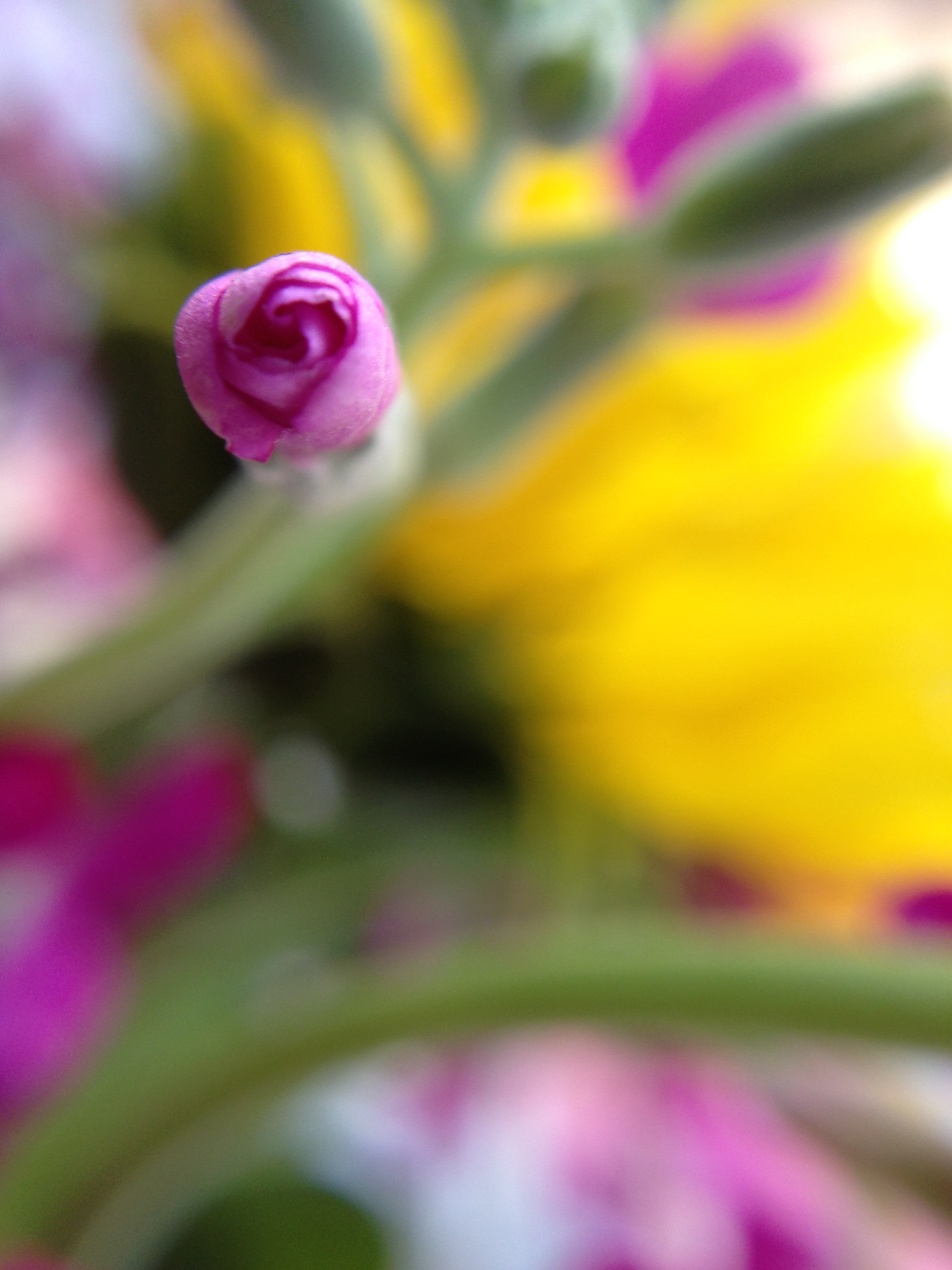 Flower (Macros)