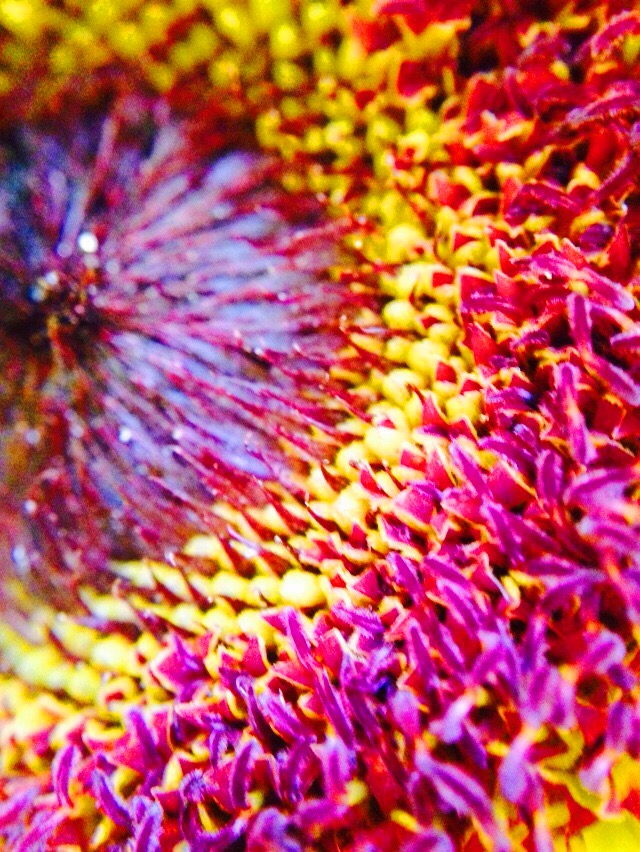 Flower (Macros)