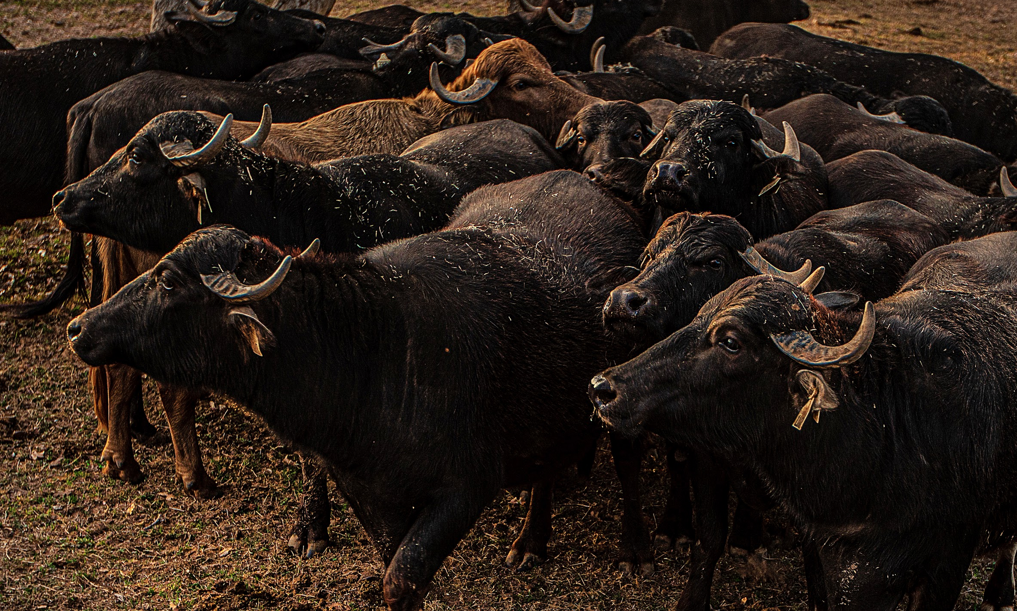 austin-texas-lifestyle-photographer-water-buffalo