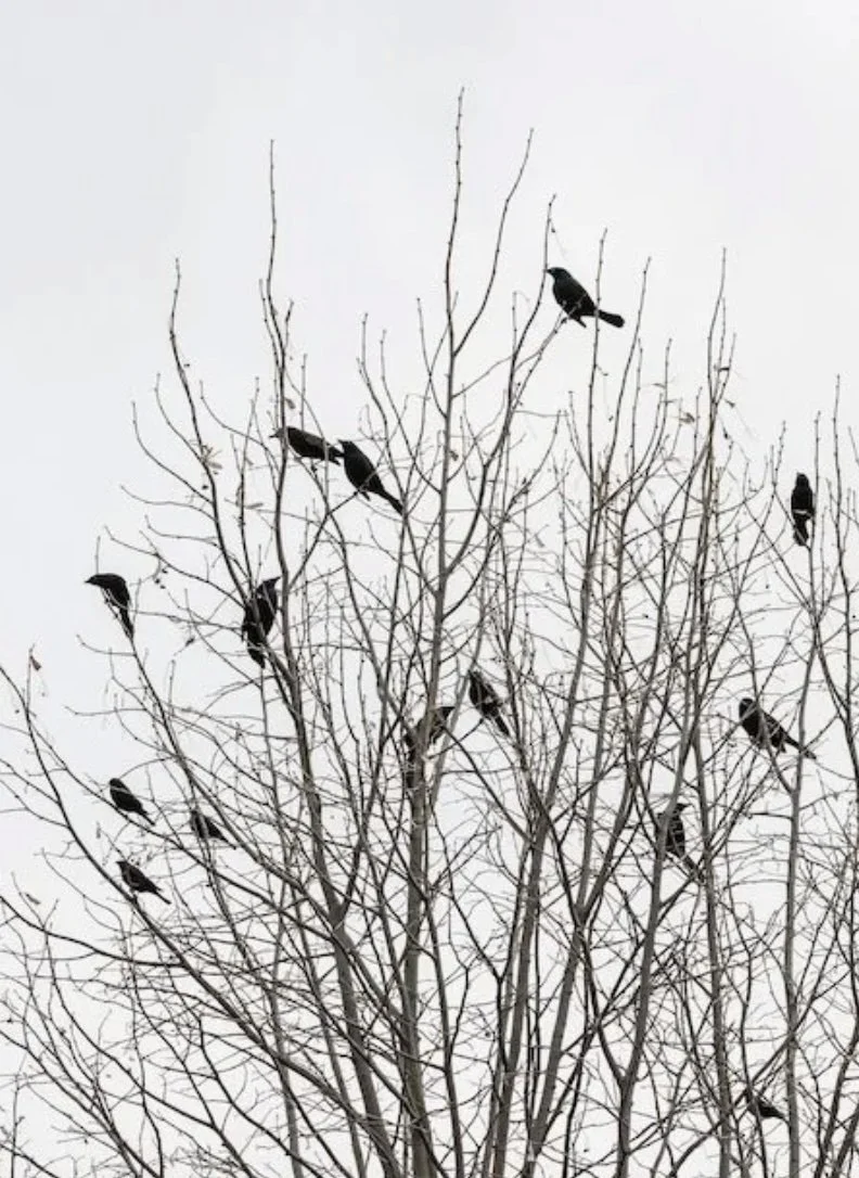 Birds sitting on branches