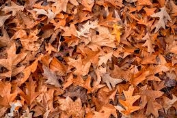Seasonal Leaf Collection