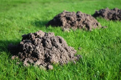 Mole Control