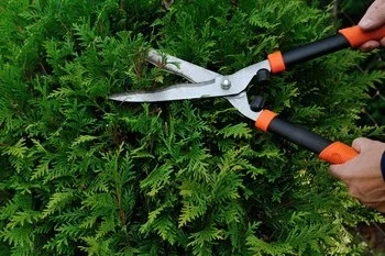 Tree & Shrub Pruning