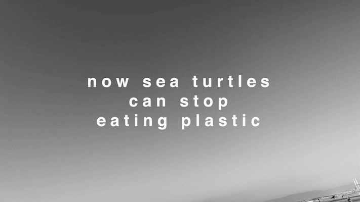 sea turtles.gif