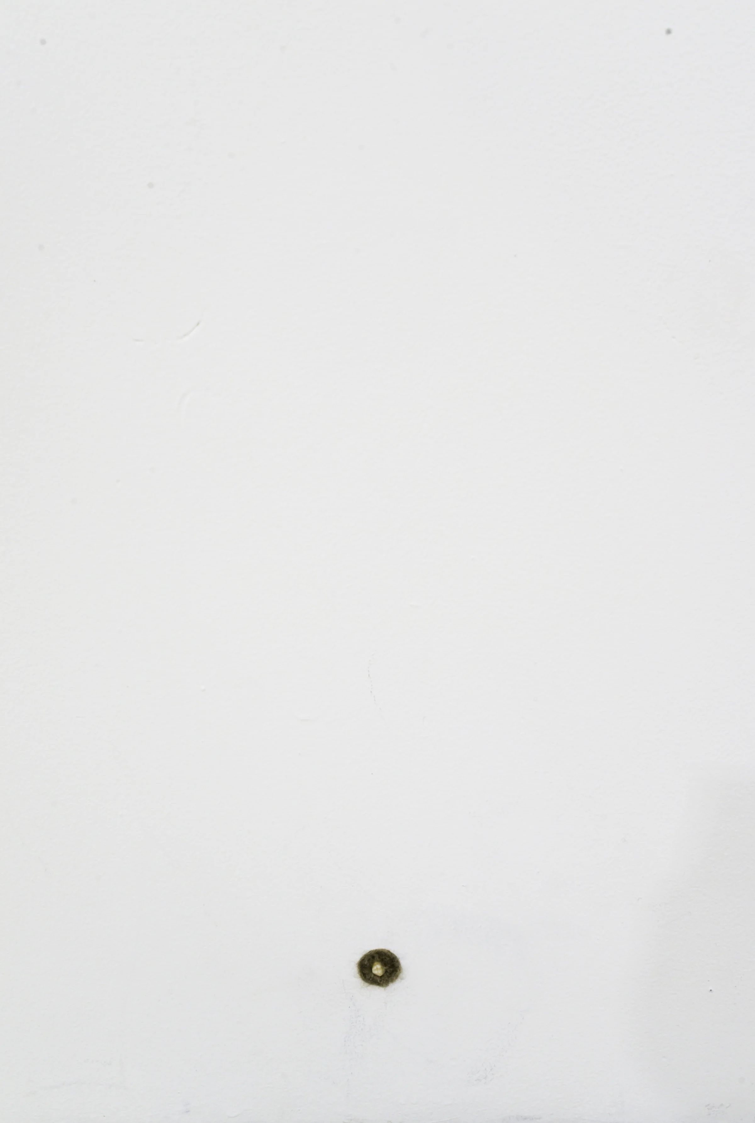 Wall insertion; handmade felt and tooth