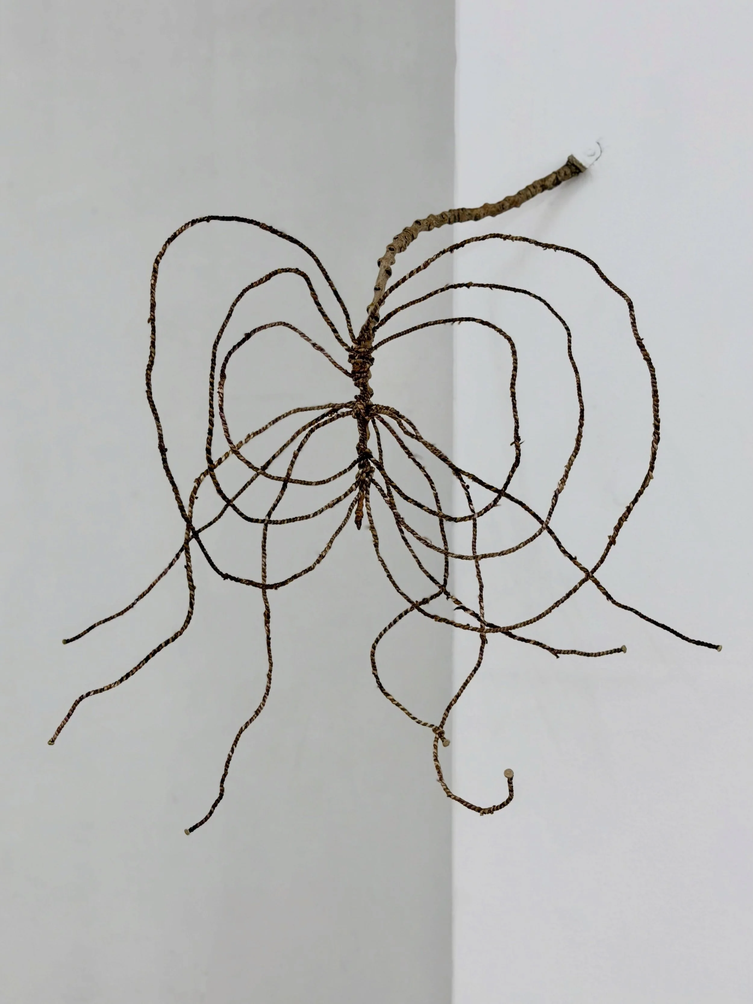 dandelions, wire, and a fallen tree branch, 2026 
51cm h x 52cm w x 18cm d 

I was taught to make 2-ply cordage (string) twice: first in Naarm by the Tjanpi Desert Weavers, as a VCA student in about 2015, then in again in 2025 at a workshop by @dajan