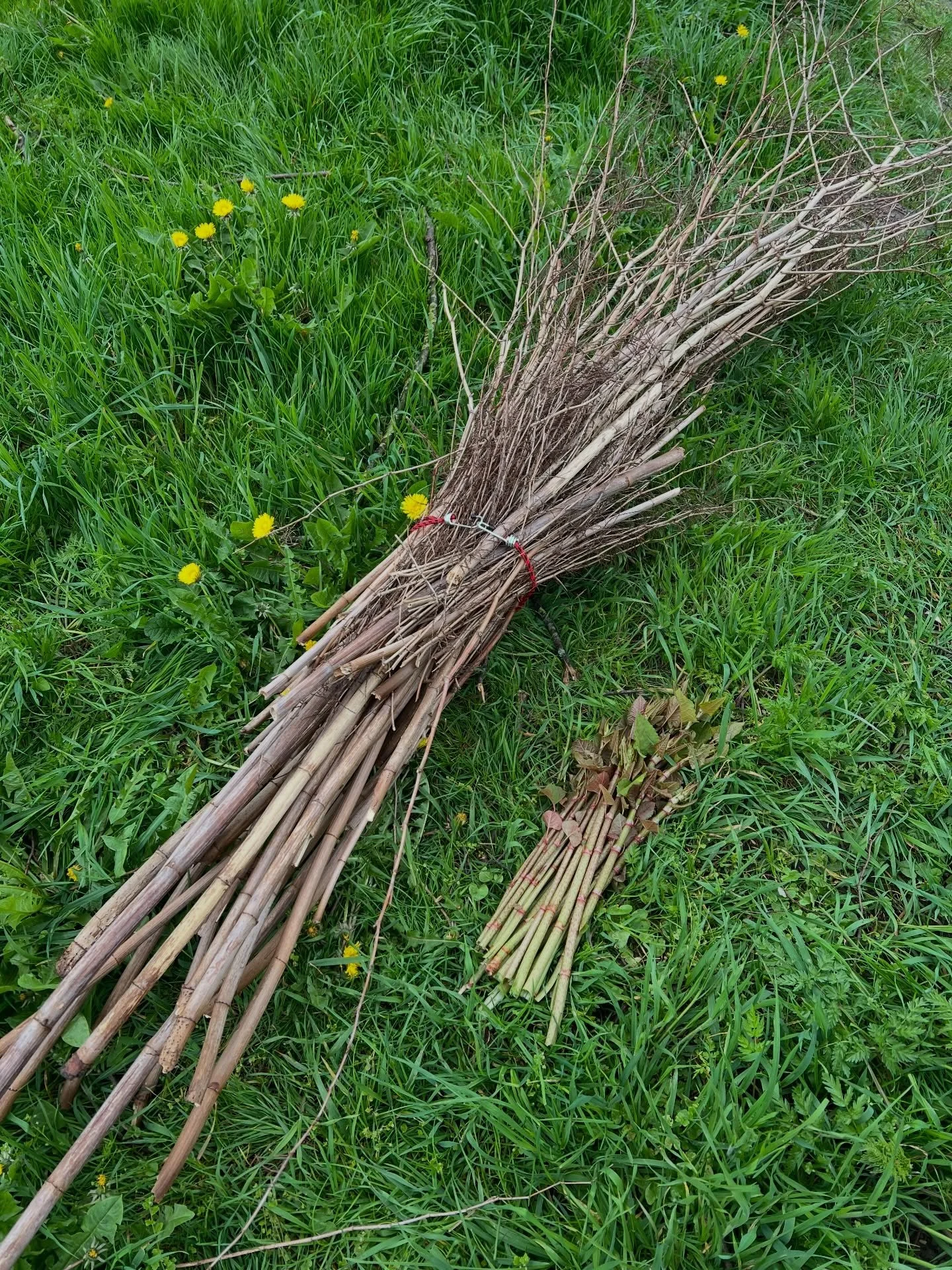More Japanese knotweed for art-making (the old, long pieces, from last season) and for eating, tomorrow with my class (the fresh new shoots) 😋&hearts;️