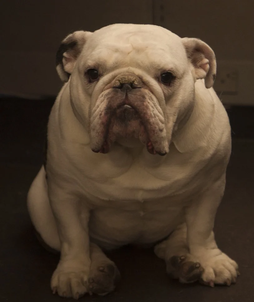 Rosie, one of the many NK office dogs.