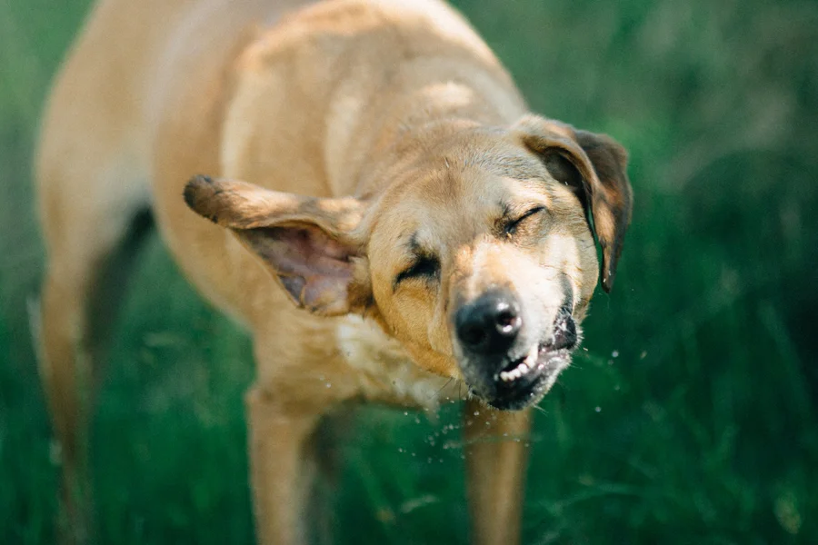 June 9: Shaking off after a dip in the pond. While I couldn't run, Darby and I went for long walks, and I took my camera most days to practice noticing our everyday life.