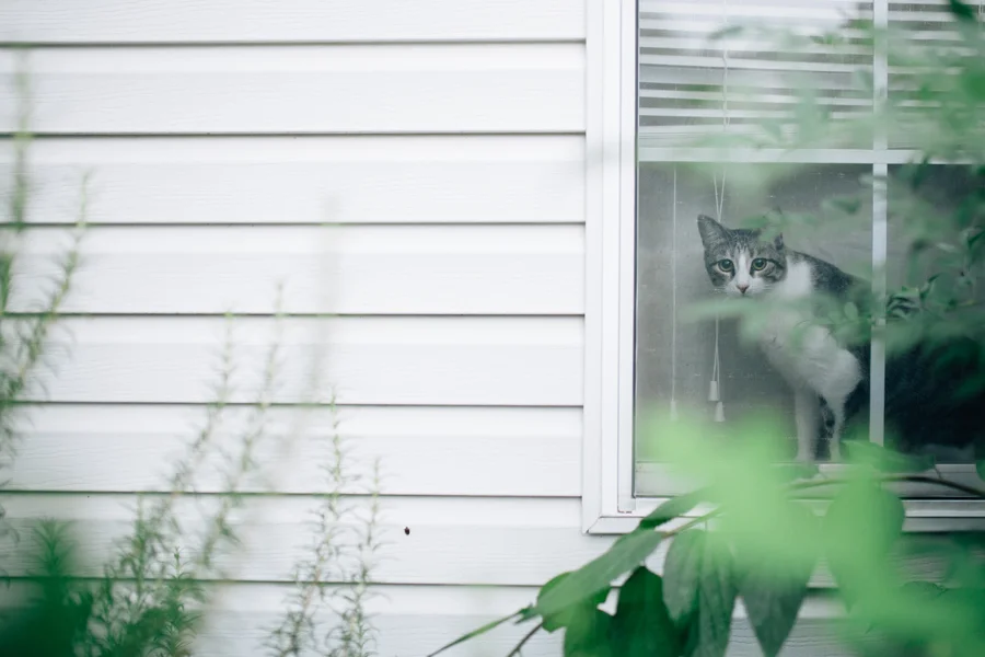 June 11: Millie observes me observing her through our front window.