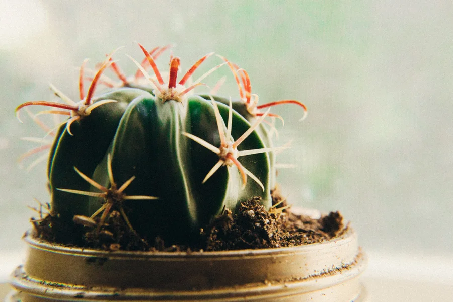 June 14: Kitchen windowsill.
