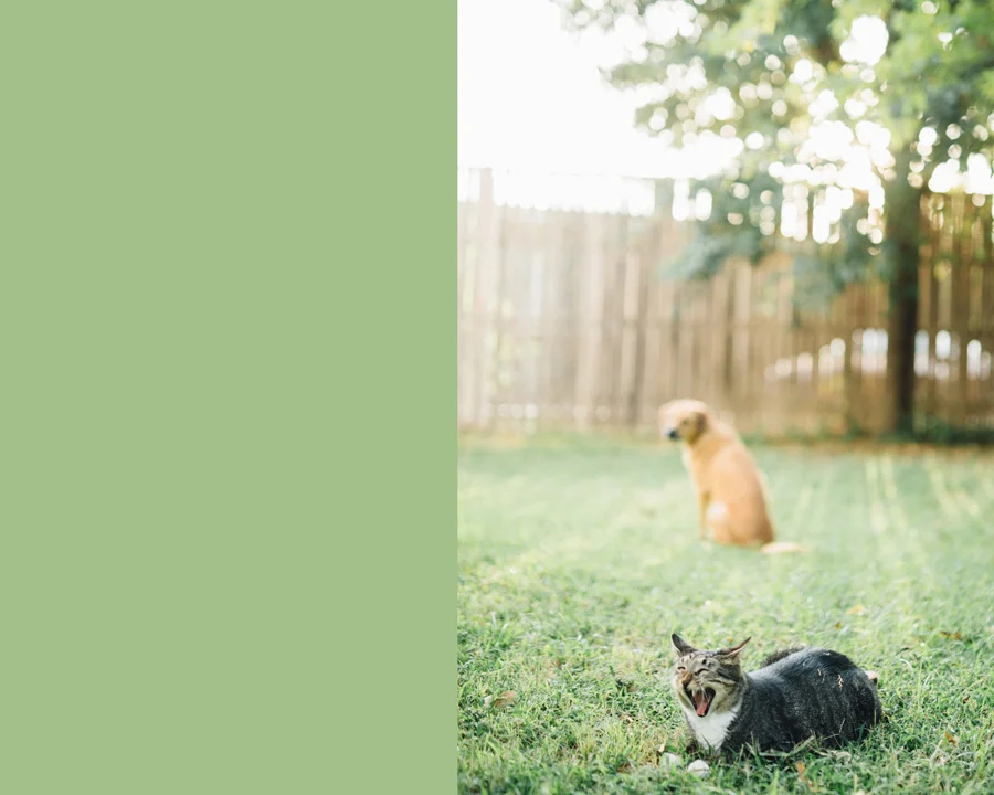 July 29: Posed dog in the magic light. Cat walked into the frame and stole the show.