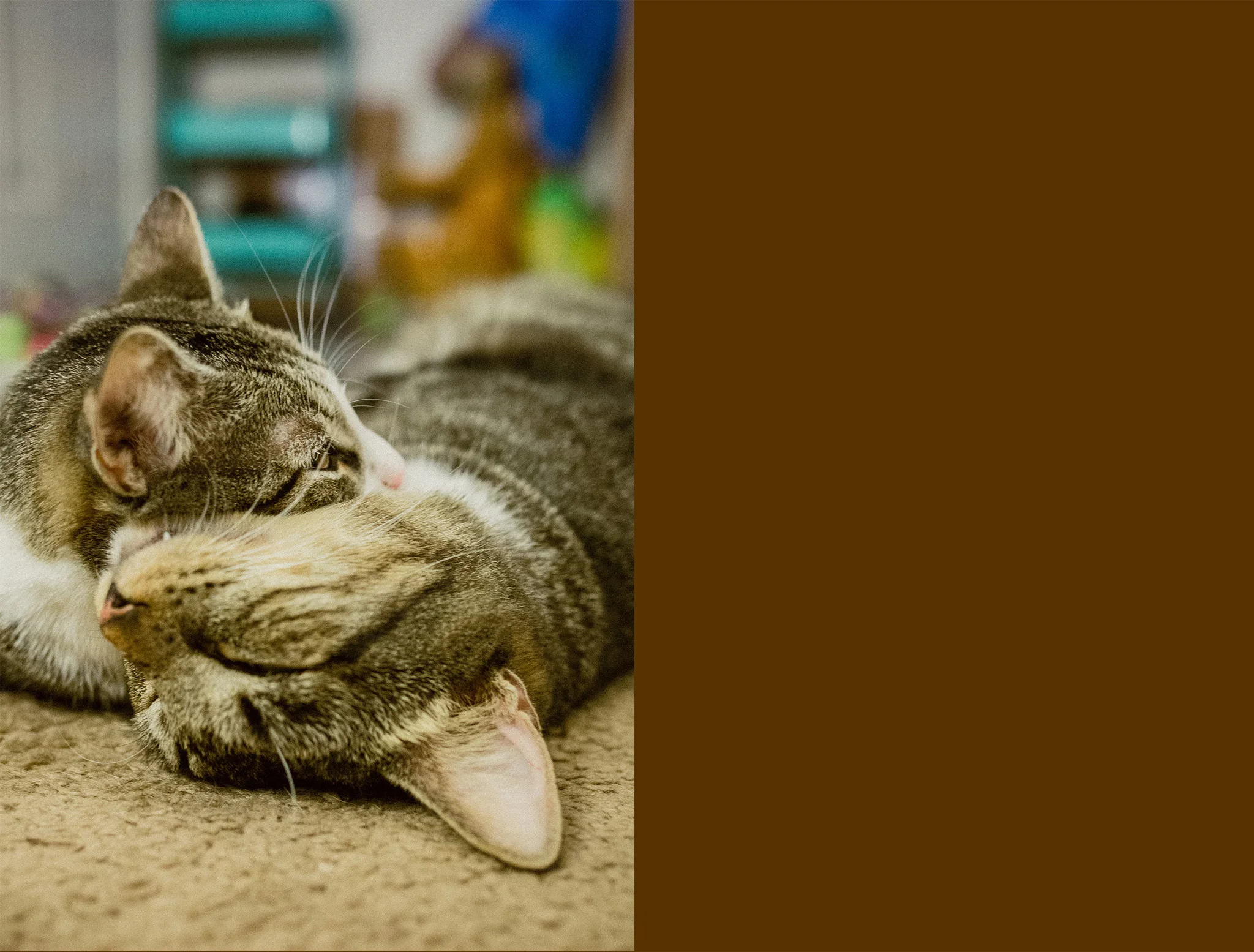 August 19: Catnap.
