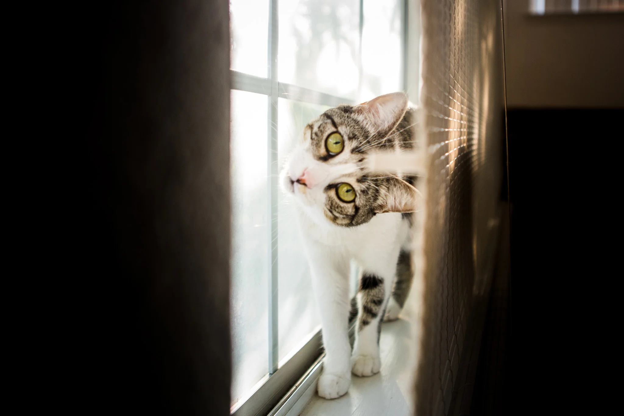 October 19: Millie. As she is.