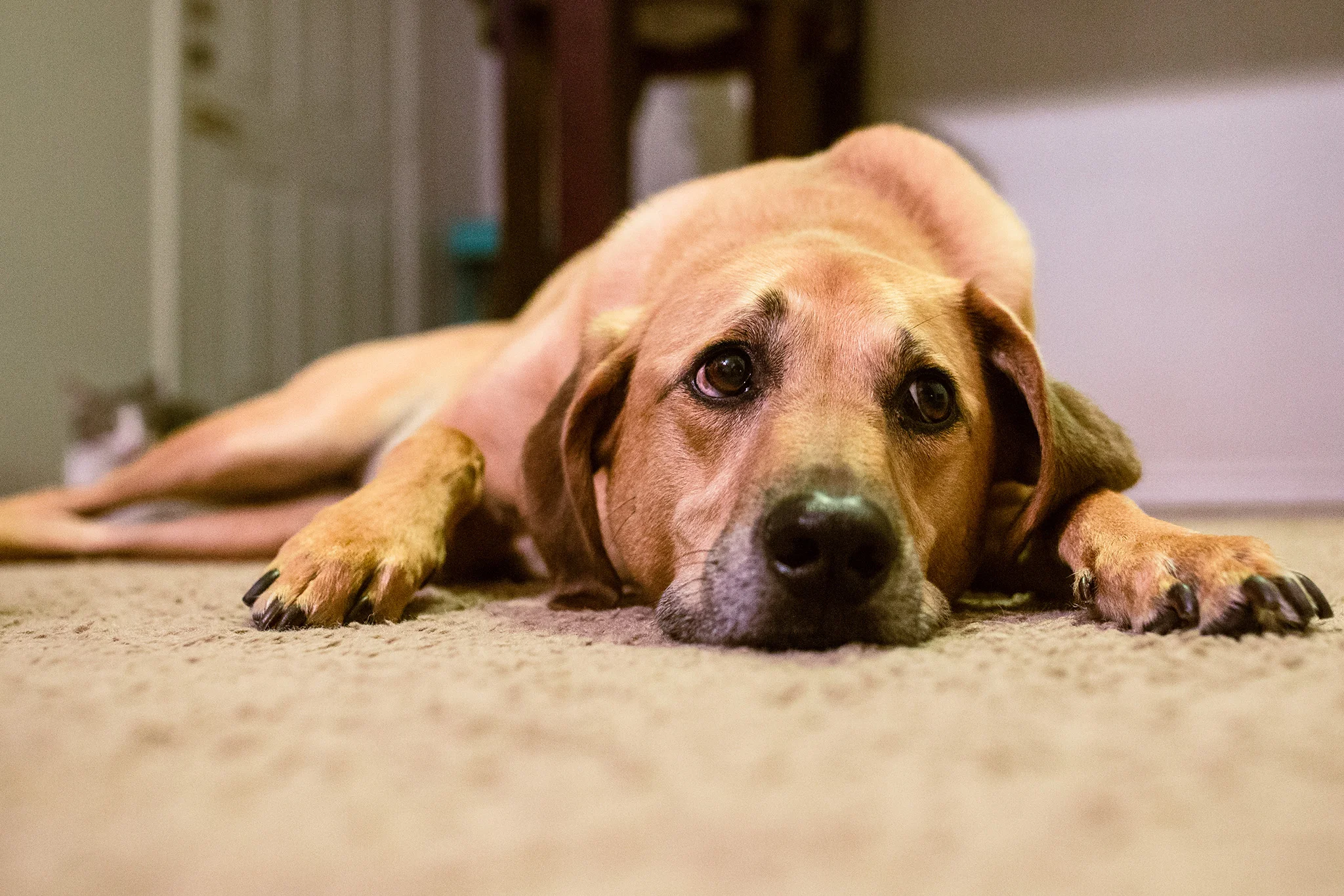 November 4: The mopiest dog (and her sidekick).