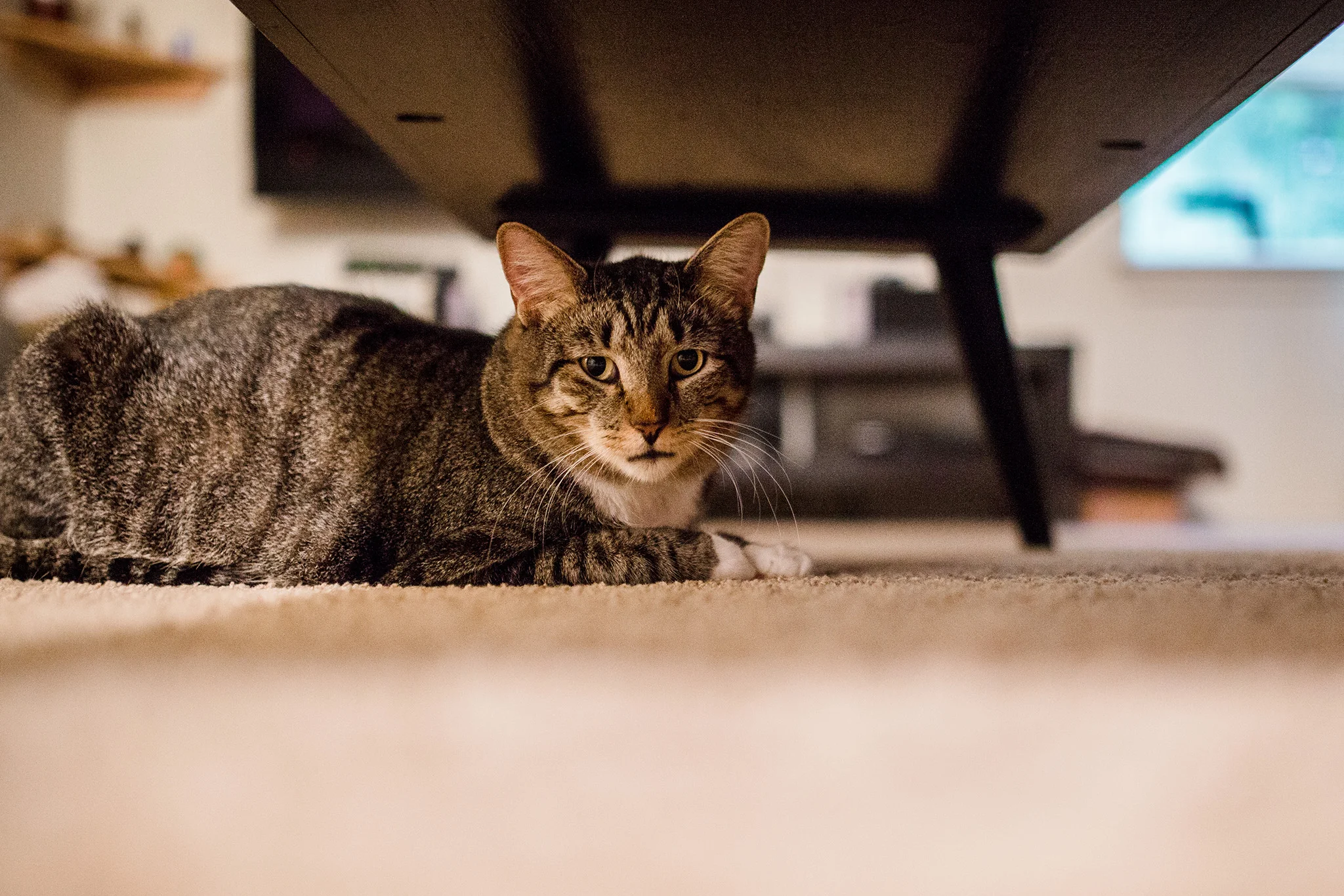 November 7: Albert, unimpressed by more rain.