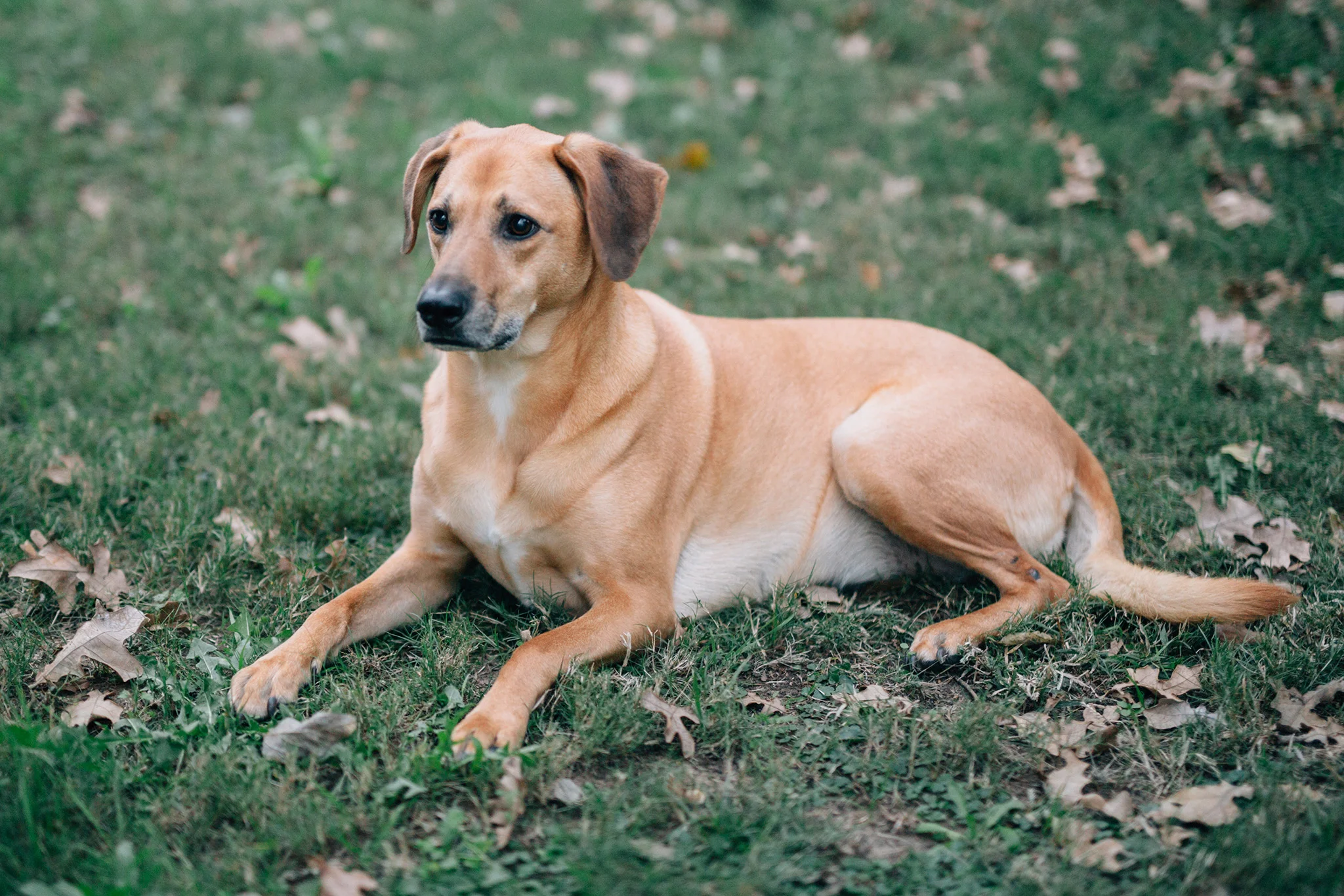 November 17: Best dog int he world.