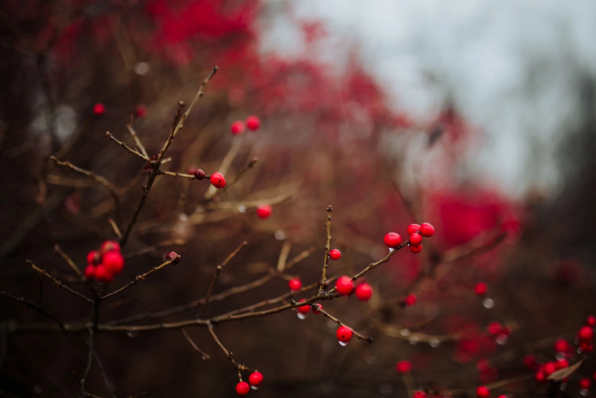November 30: Red and rain and Connecticut.