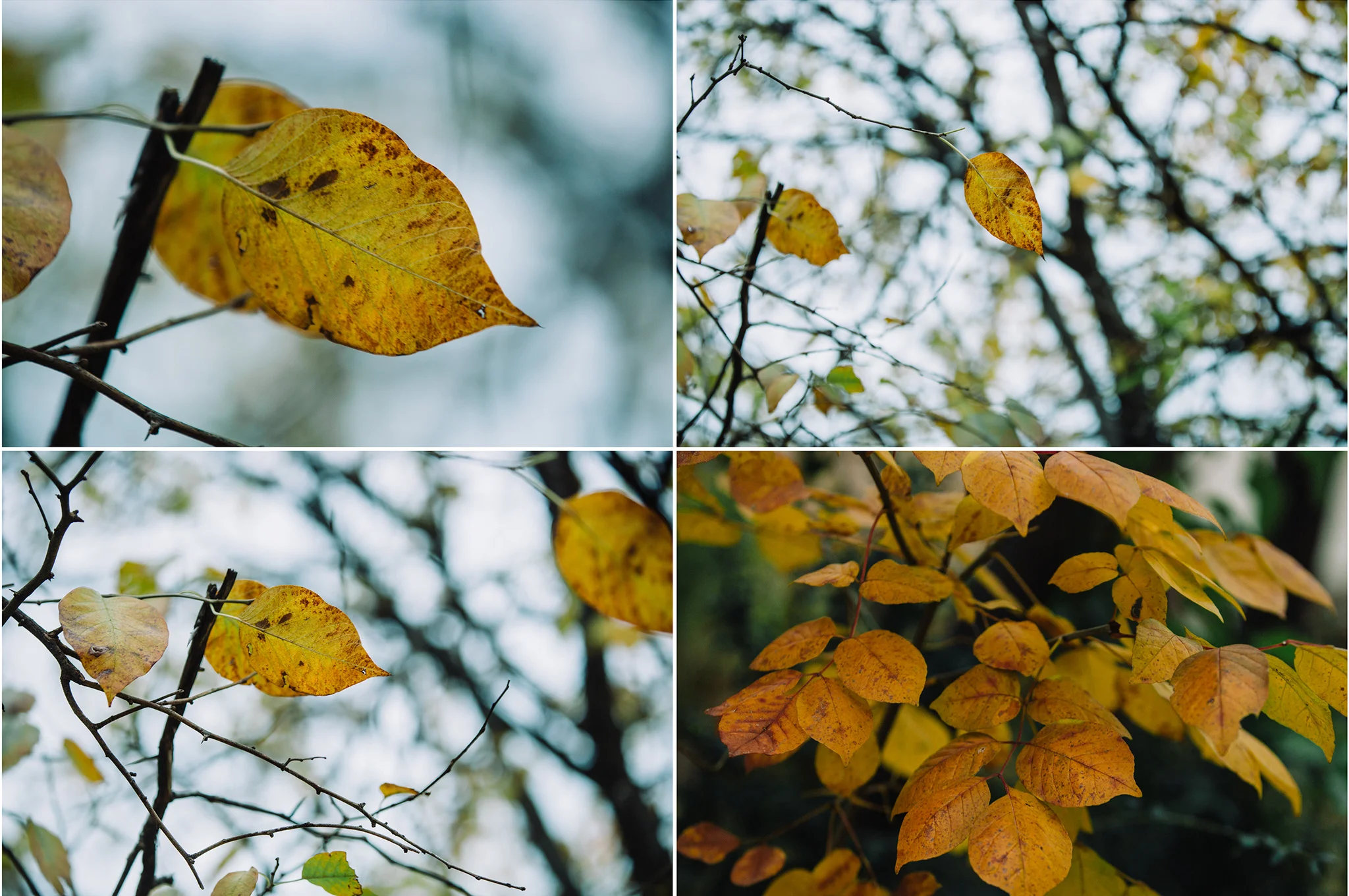 December 7: Scenes from walking the dog.