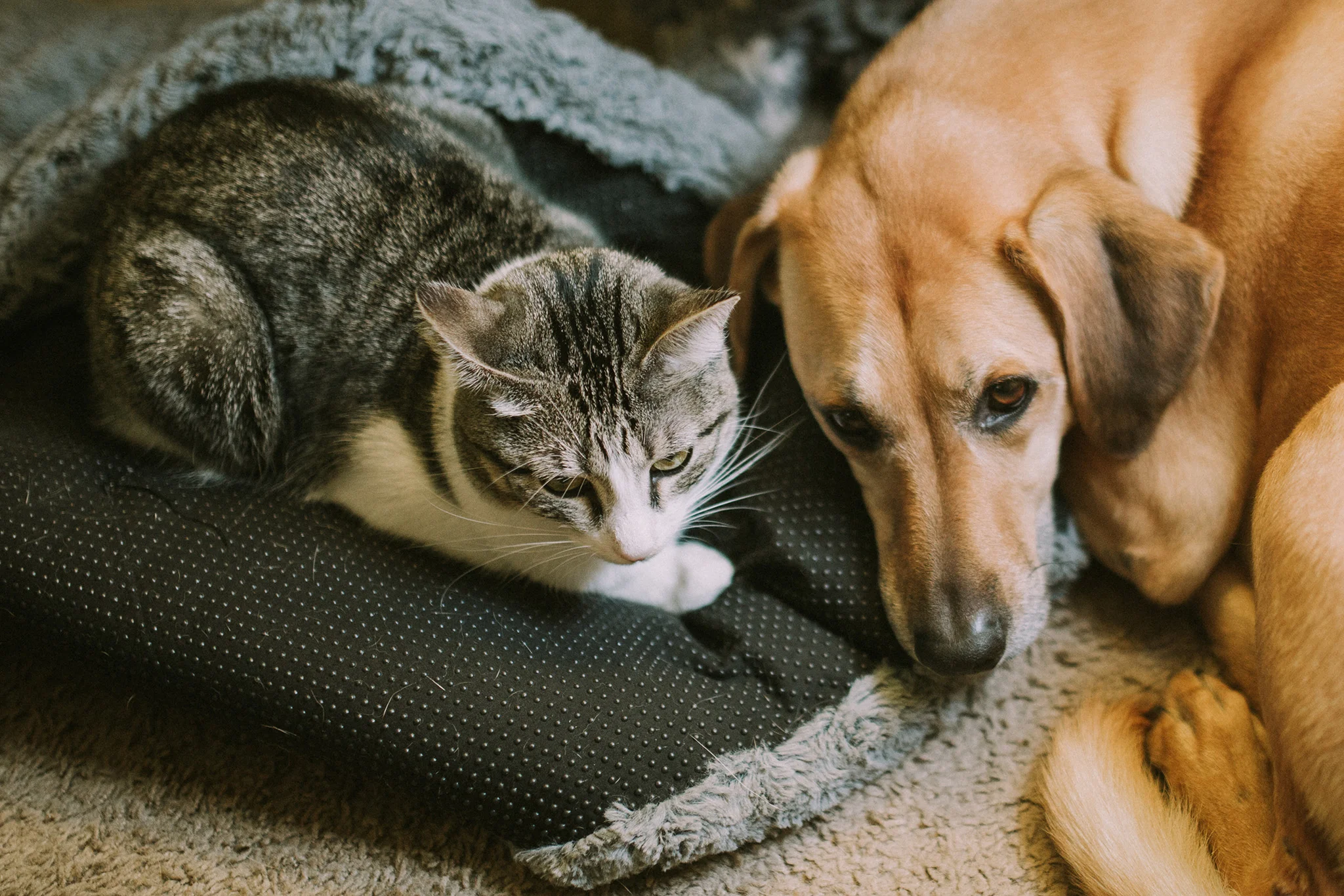 December 9: How to survive a winter morning.