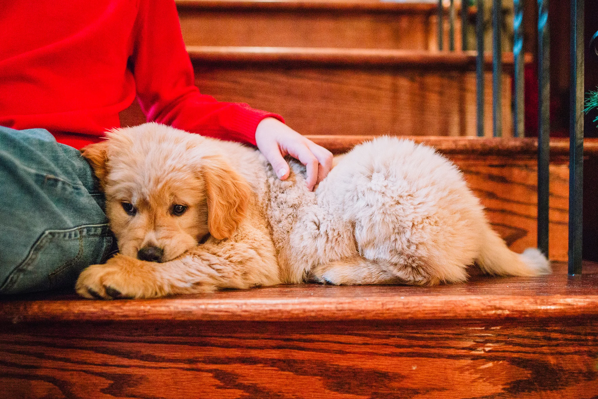 December 14: A beloved client's little boy wrote an essay about why he was ready for the responsibility of a puppy, and though his mama had sworn off a pet, Santa delivered this sweet girl a few days early.