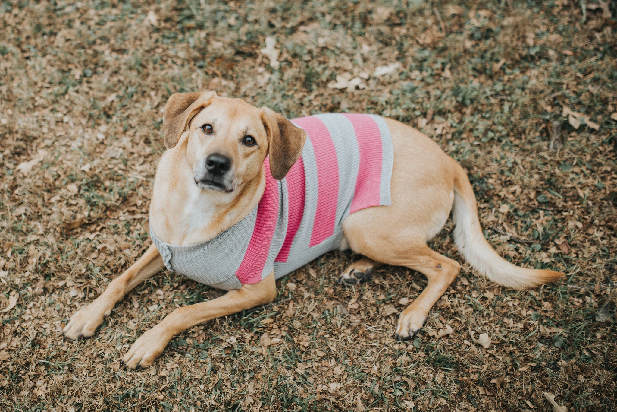December 27: It was cold for all of 30 seconds, so of course Darby needed to sport a sweater.