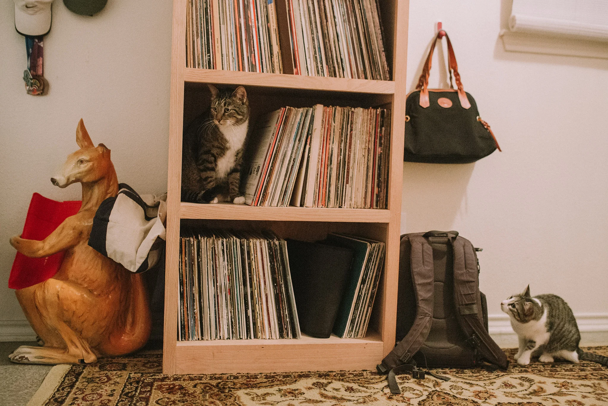 January 15: Cat and mouse, er, cat.