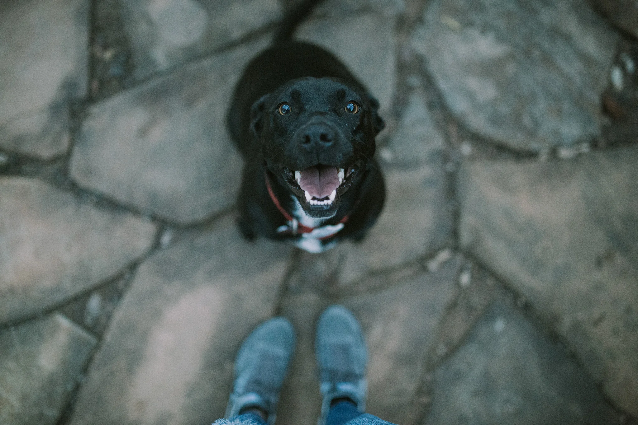 February 6: My in-laws have 5 (!!!) dogs. I married into a family of animal rescuers. My father-in-law found Saunie in a Sonic parking lot, hence her name, and she's the happiest girl.