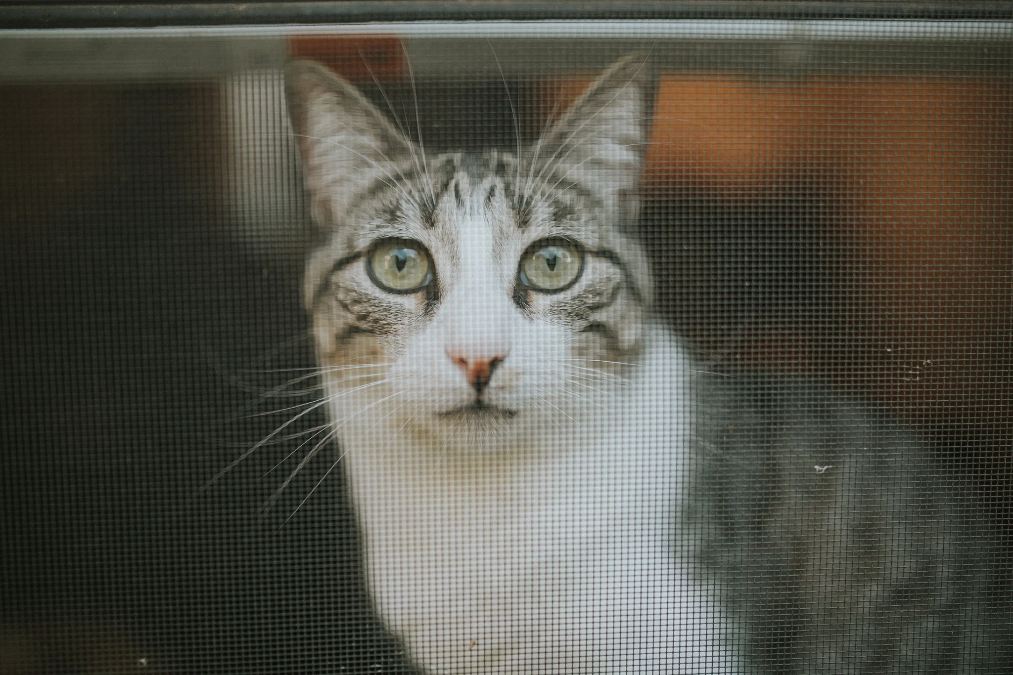 February 27: Outside looking in at her near-constant perch.