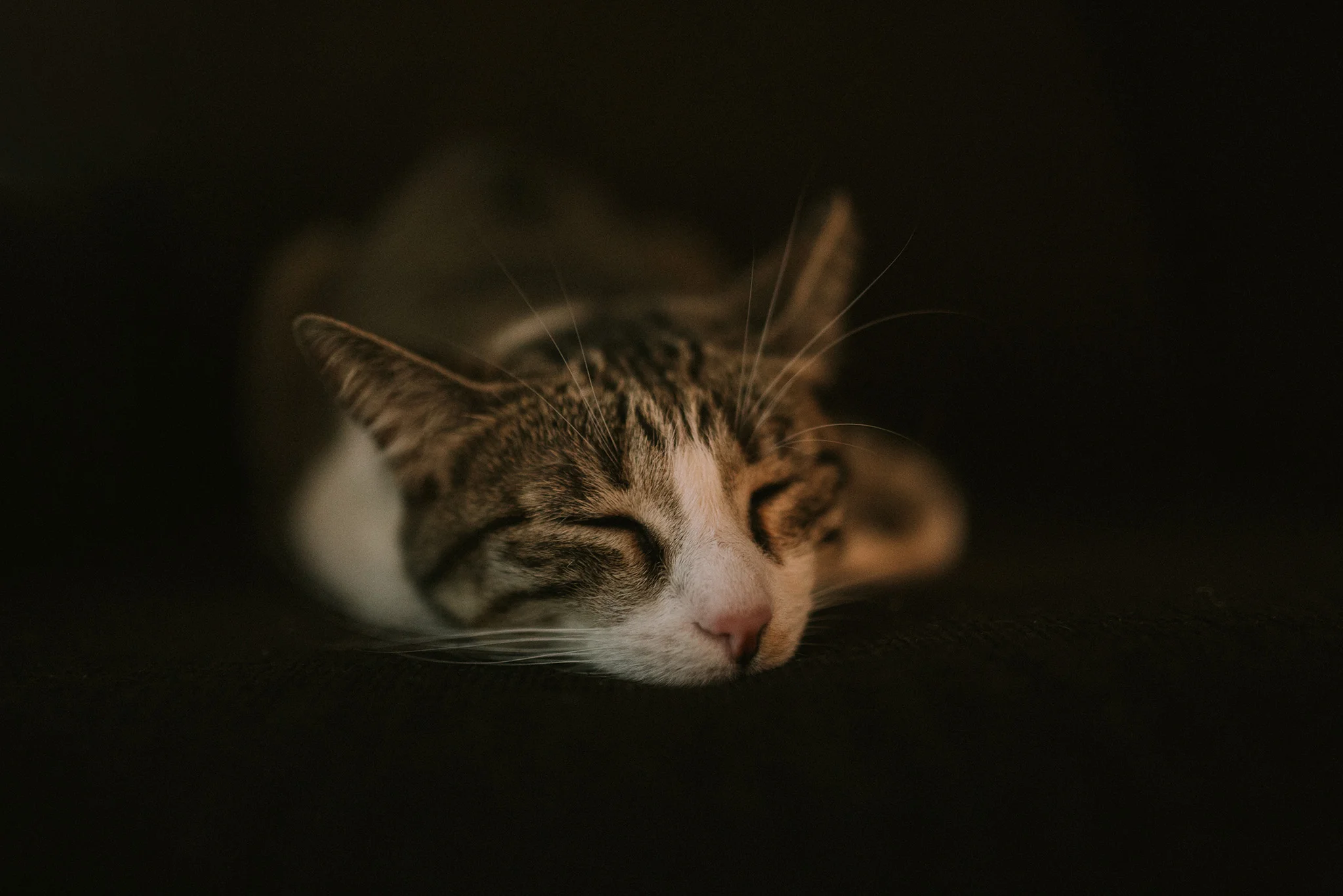 March 10: Being tiny and adorable is exhausting.