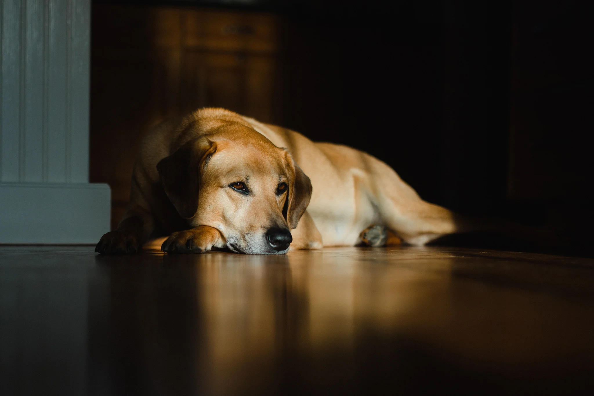 April 9: Wherein the dog looked how I felt.