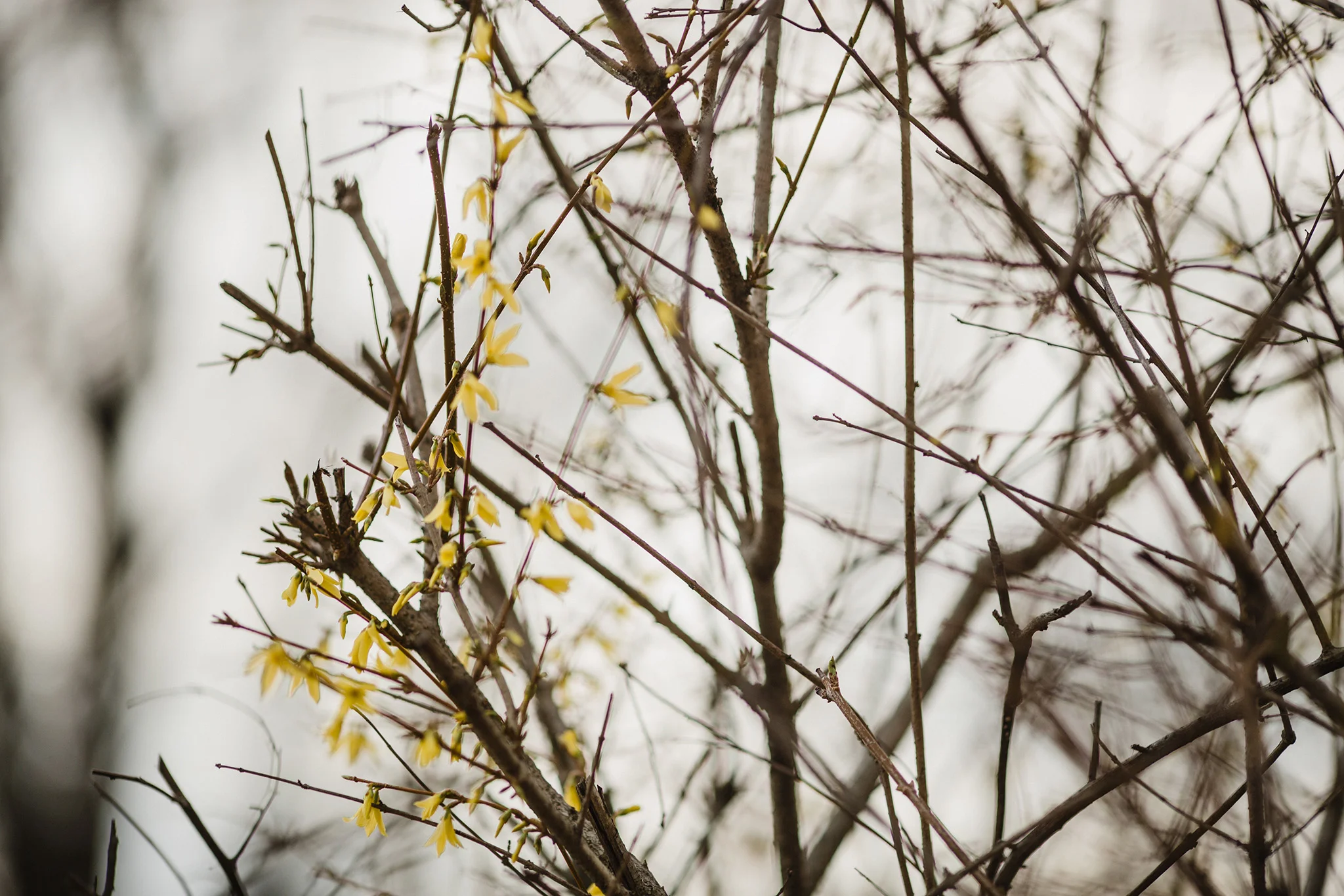 April 10: Spring whispered of her Connecticut arrival.